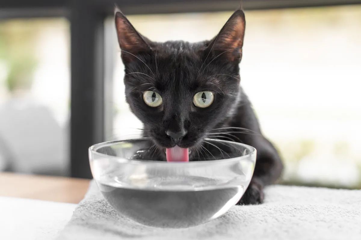 Conheça as 10 melhores fontes de água para seu gato