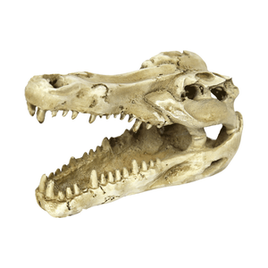 Enfeite Crânio de Crocodilo NomoyPet - Único Enfeite Crânio de Crocodilo NomoyPet - Único