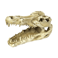 Enfeite Crânio de Crocodilo NomoyPet - Único