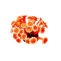 Enfeite de Silicone Soma Coral Alveopora Vermelha - Único